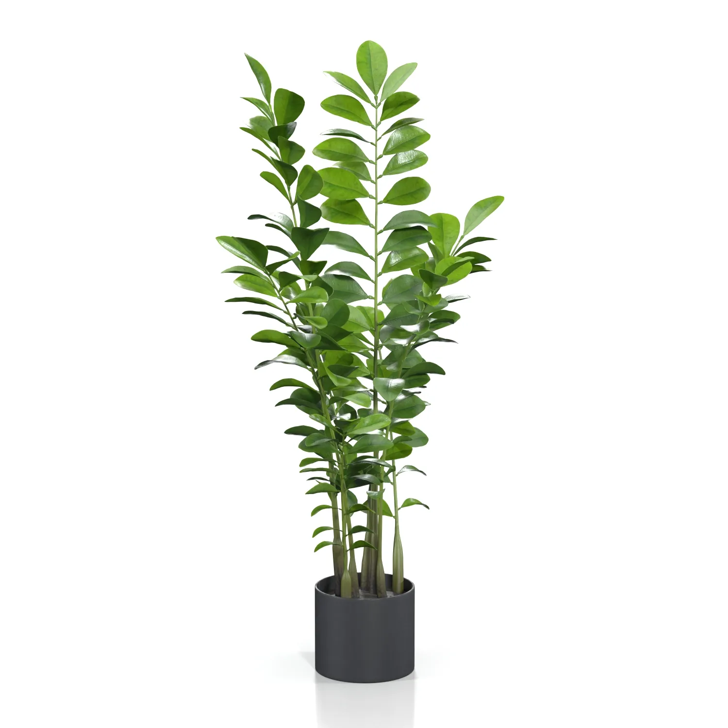 Zanzibar Gem Plant PBR 3D Model_03